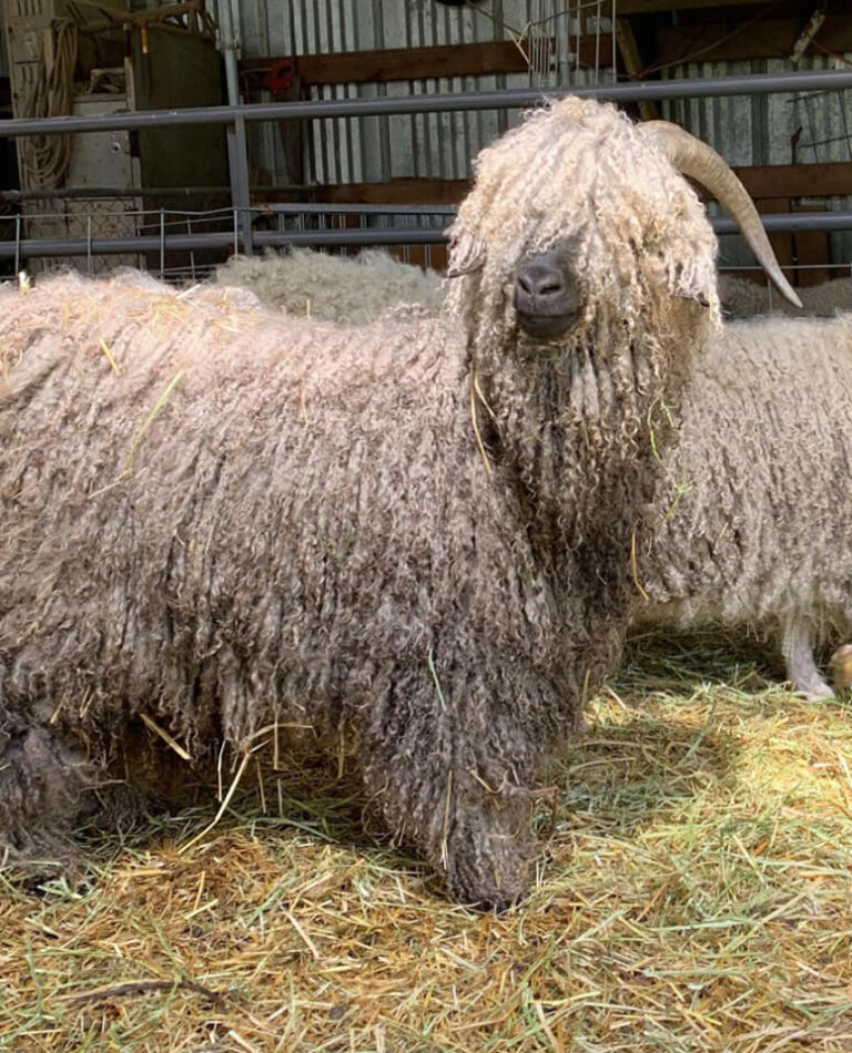 CAGBA – Colored Angora Breeders Association